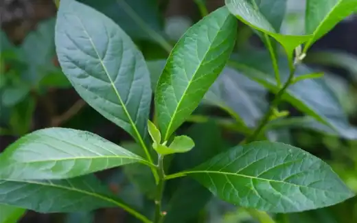 Vernonia Amygdalina
