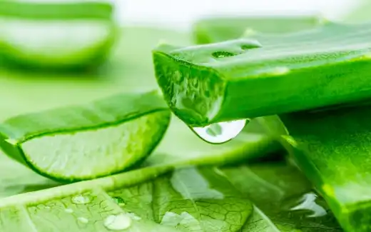 Keratan daun Aloe Vera dengan gel dan titisan air